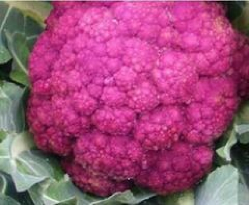 Cavolfiore rosso di Mojo