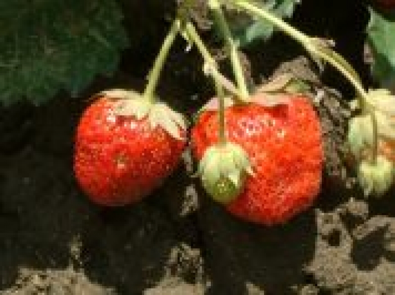 Fragola di Maletto