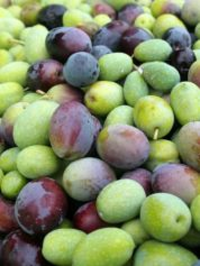 Olio extravergine di oliva &quot;Valdemone&quot; - Dop