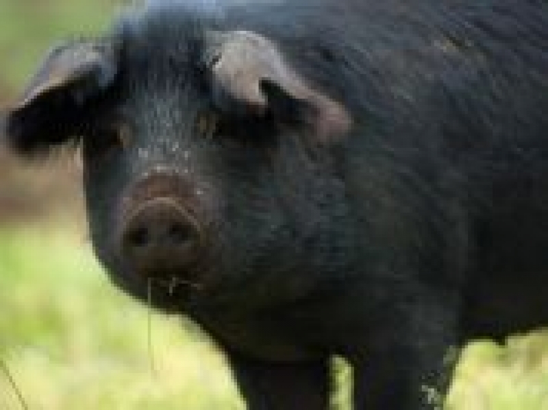 Suino Nero dei Nebrodi