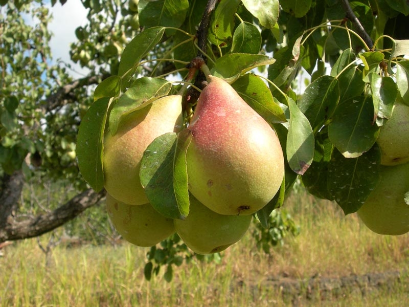 Pere